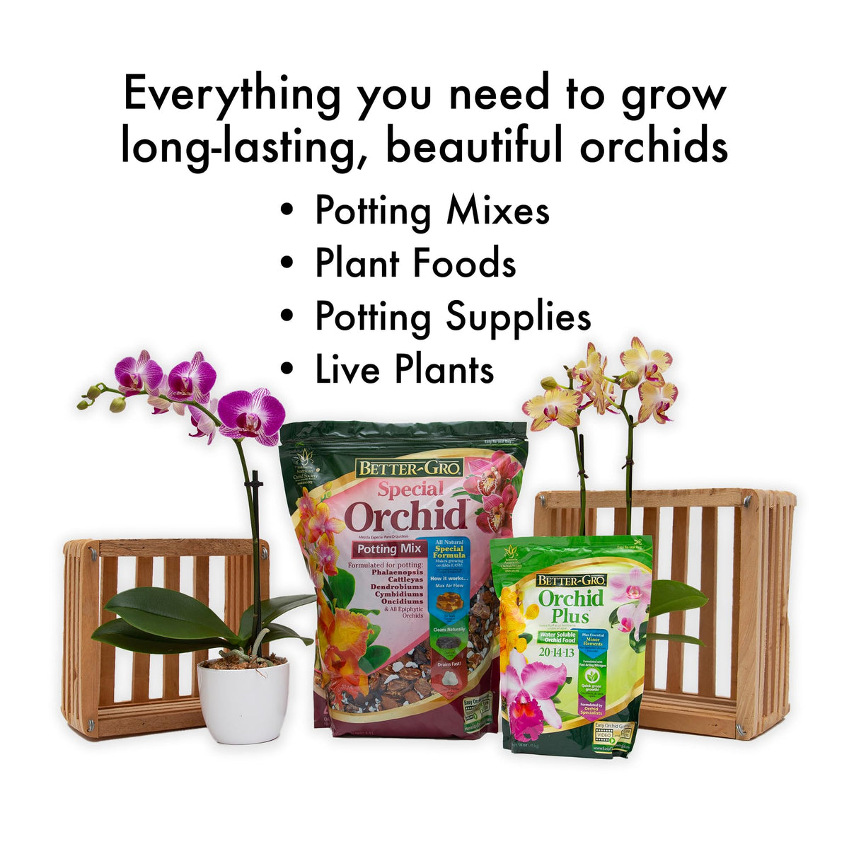 Indoor orchid in pot receiving Better-Gro Orchid Plus for steady growth.