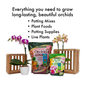 Indoor orchid in pot receiving Better-Gro Orchid Plus for steady growth.