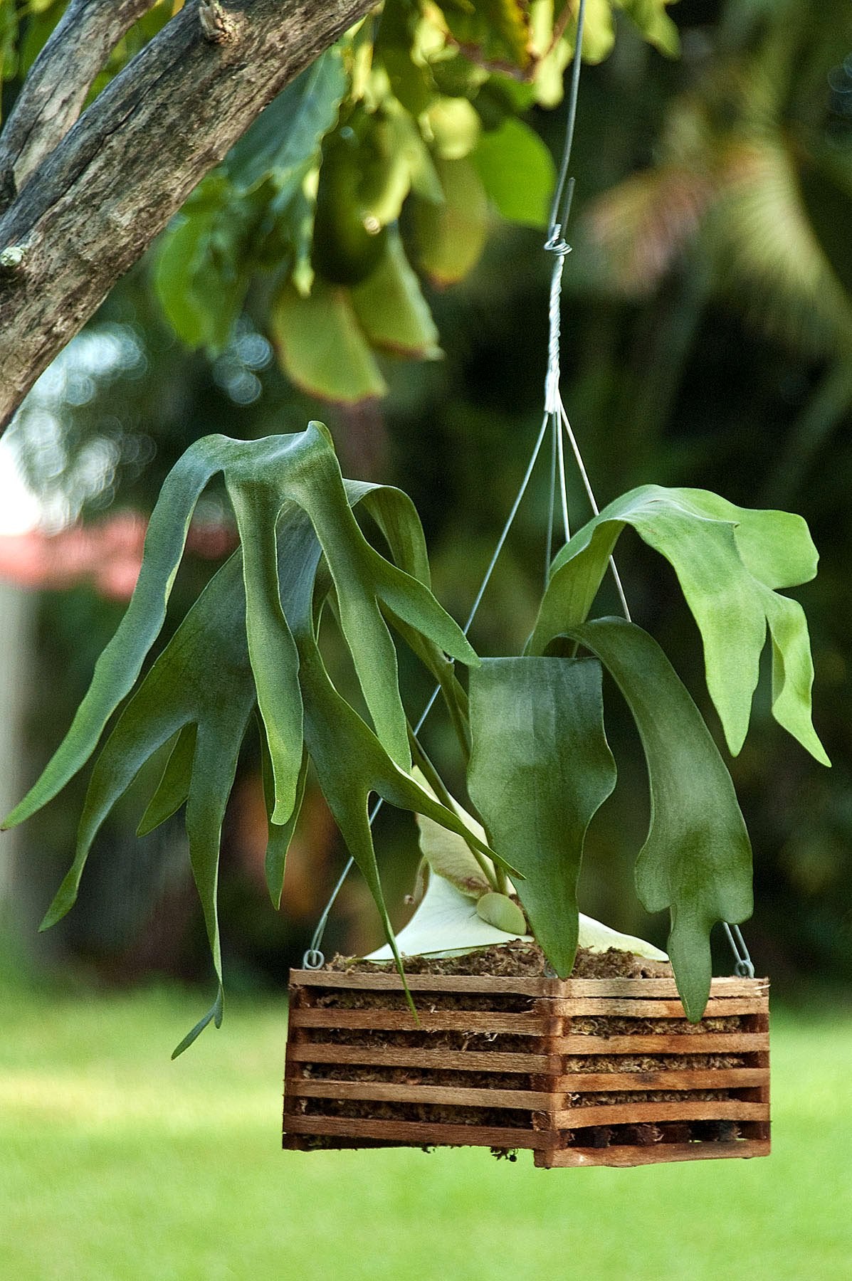 Better-GRO Cedar Slat Vanda Basket enhances plant displays with simple elegance.