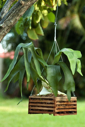 Better-GRO Cedar Slat Vanda Basket enhances plant displays with simple elegance.