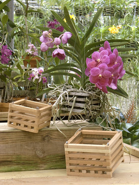 Better-Gro Sun Bulb liner options coconut fiber and moss for plant pots
