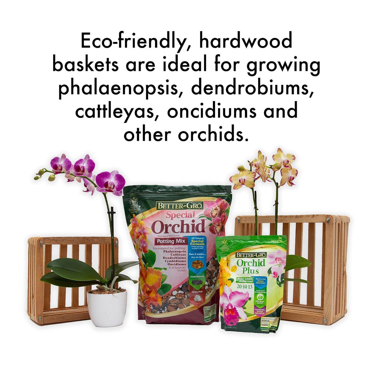 Better-Gro Sun Bulb orchid in cedar basket for classic Vanda-style display