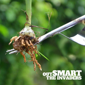 Betus deep-dig tool helps remove dandelions and thistles without chemicals.