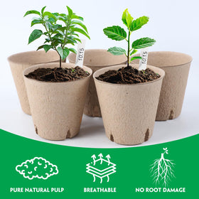 BEWBBAT pots feature drainage holes for proper water management.