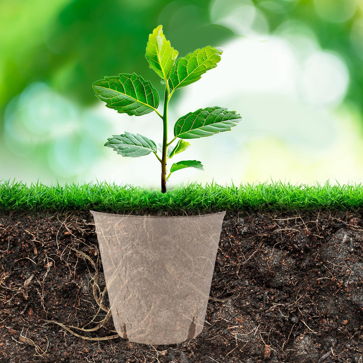 BEWBBAT peat pots in use illustrate easy transplant readiness.
