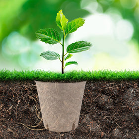 BEWBBAT peat pots in use illustrate easy transplant readiness.