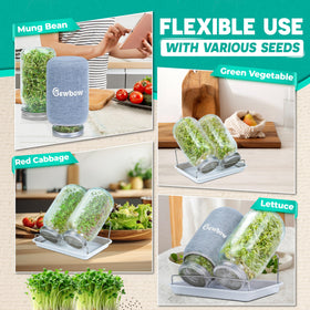 Bewbow easy watering routine makes sprouting simple and mess-free