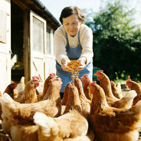 BGraceyy resealable packaging preserves freshness for long-term flock care.