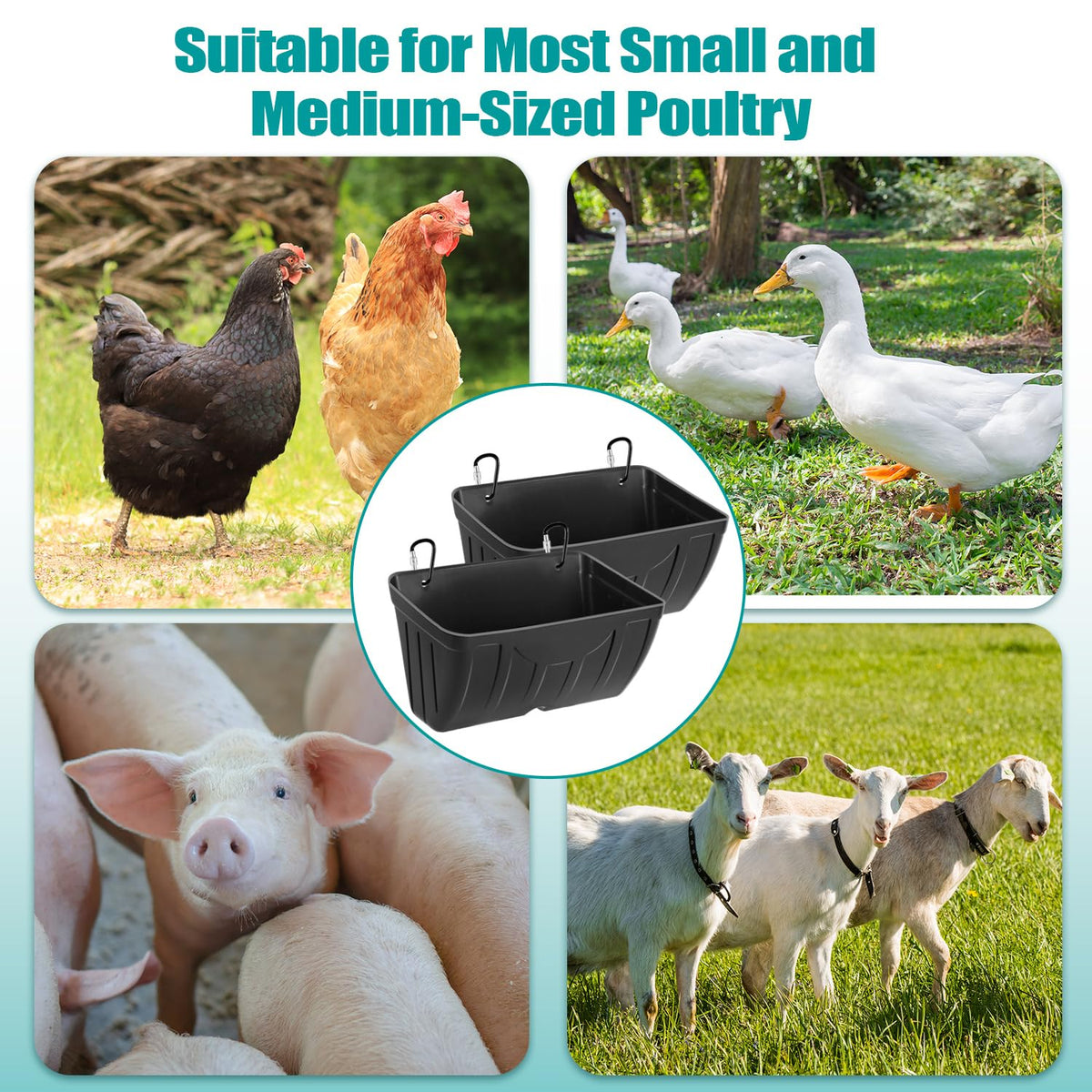 Bi Fujian anti-spill grooves promote clean feeding with minimal waste