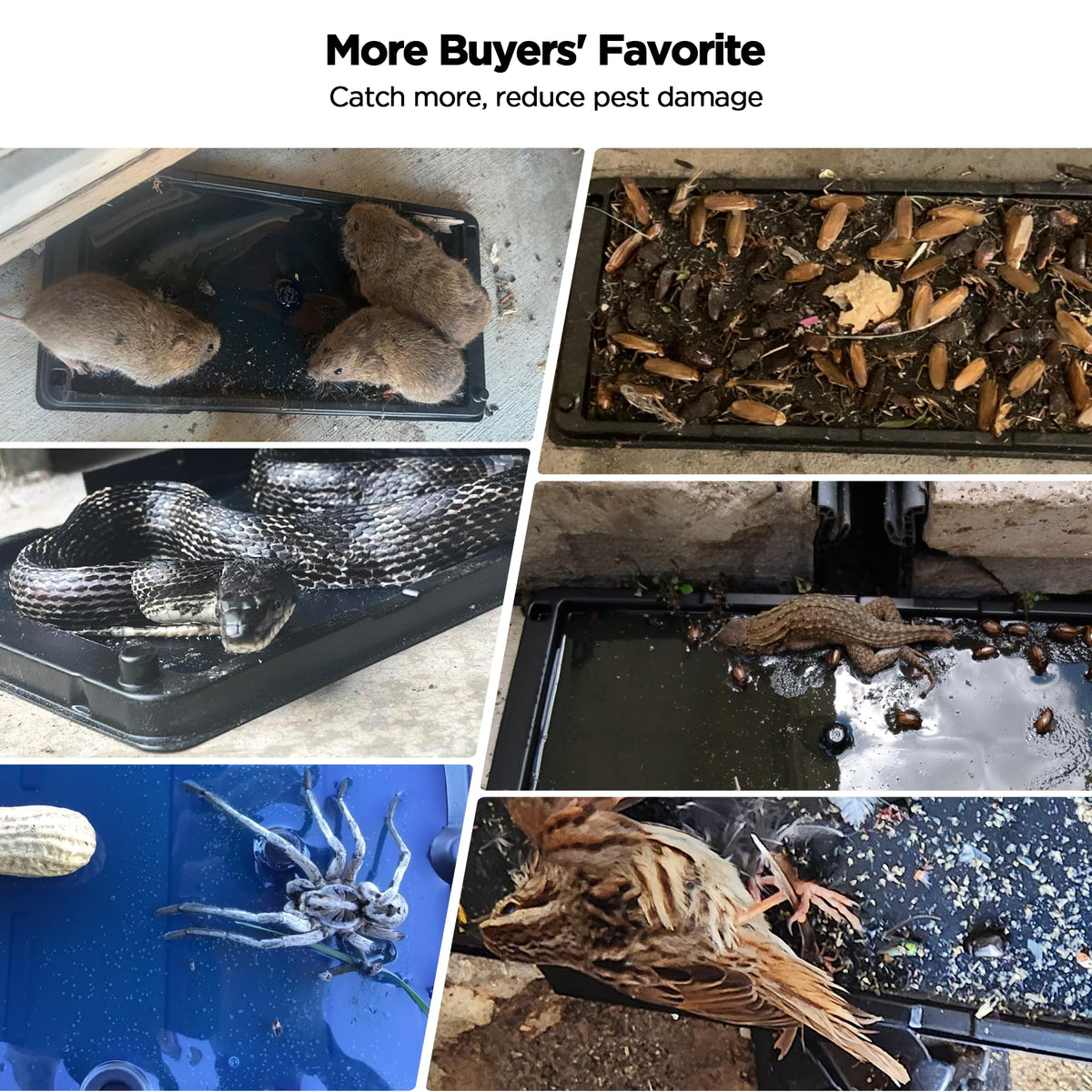 BietrunPro heavy-duty glue trap designed for long lasting indoor use