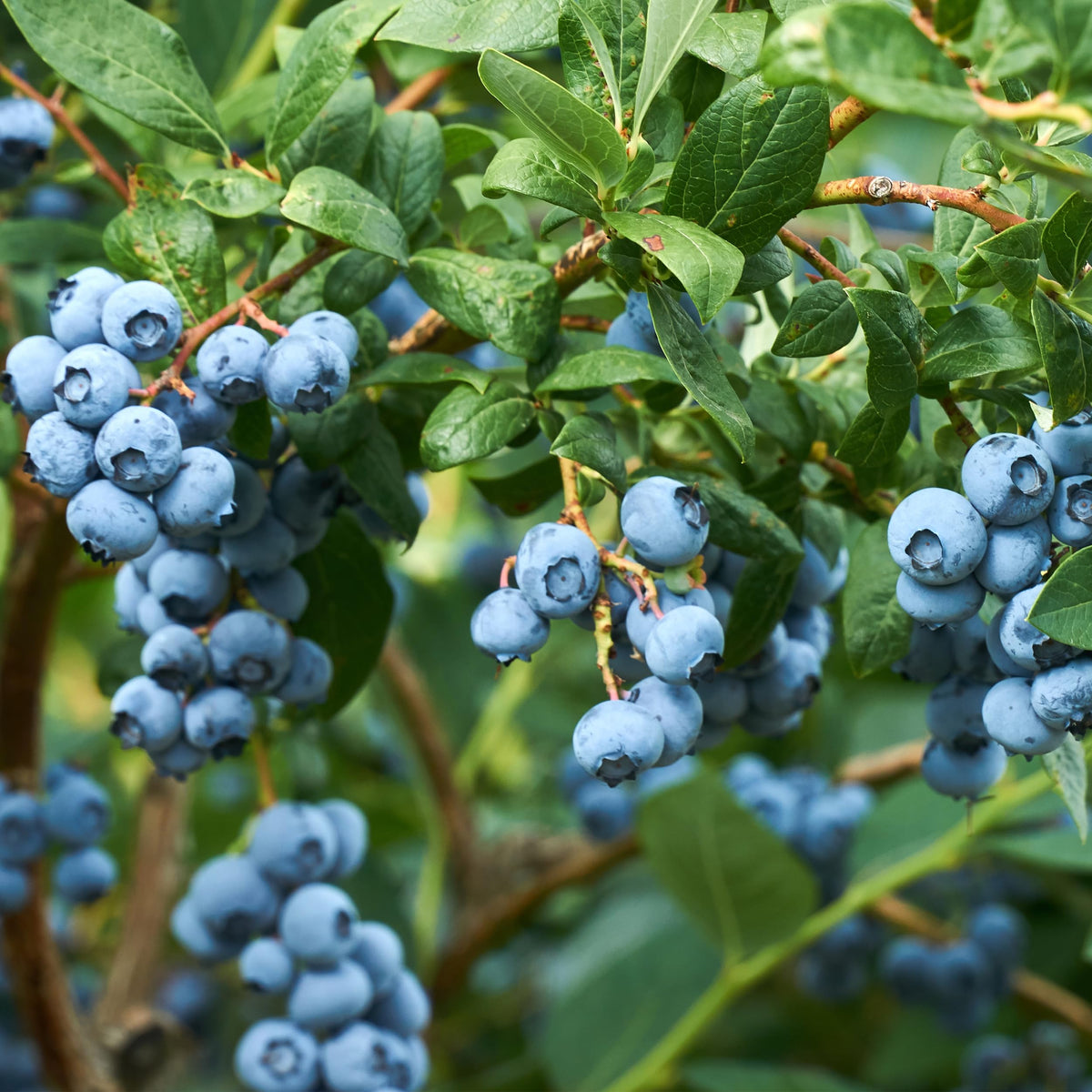 Big A Berries Fertilizer suited for indoor and outdoor berry growth.