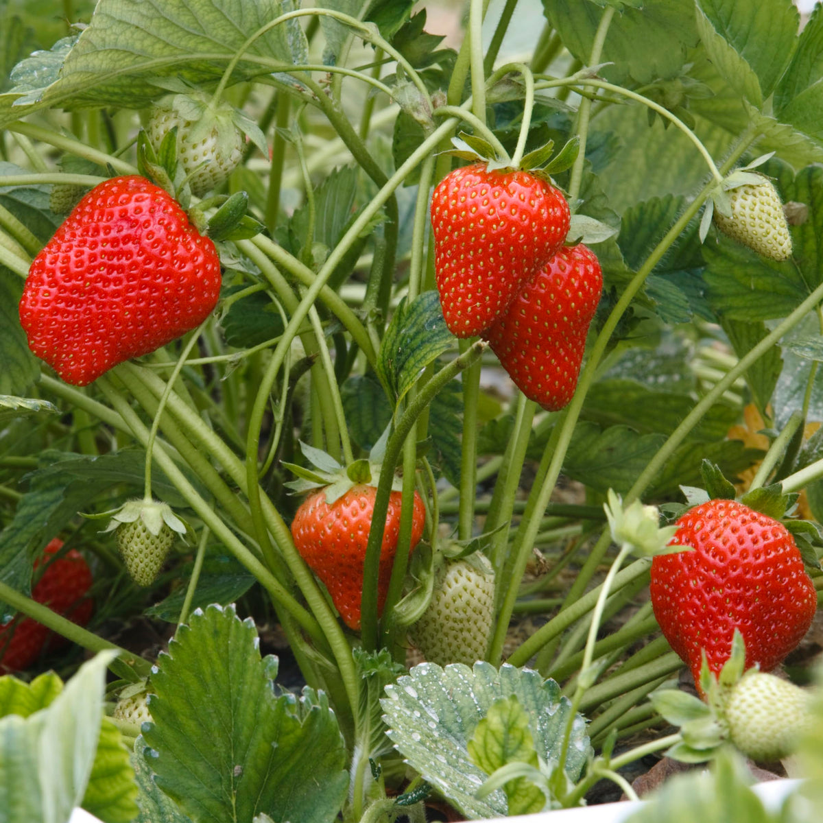 Big A Berries Fertilizer label highlights nutrients for healthy fruit development.