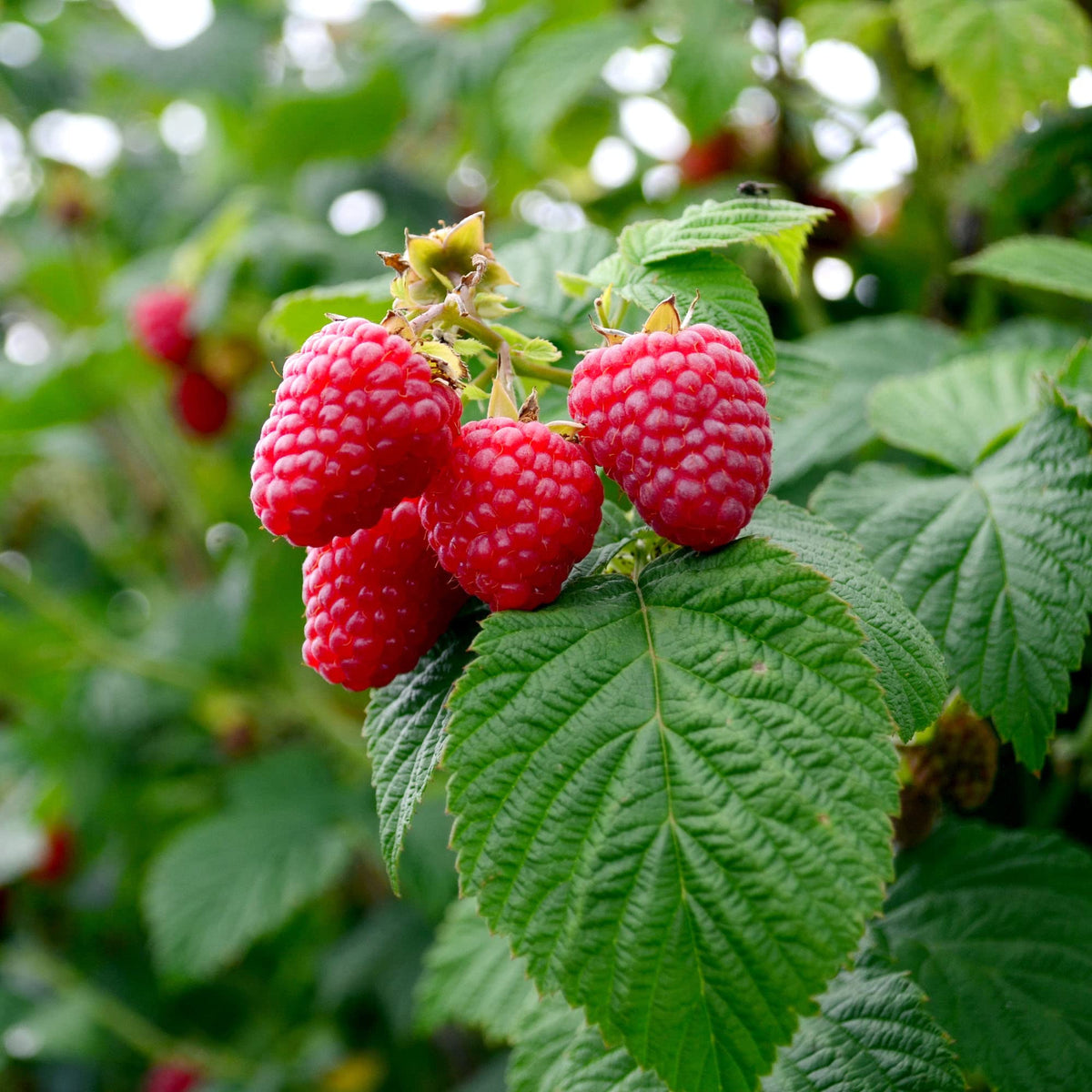 Big A Berries Fertilizer raspberry application scene supports robust growth.