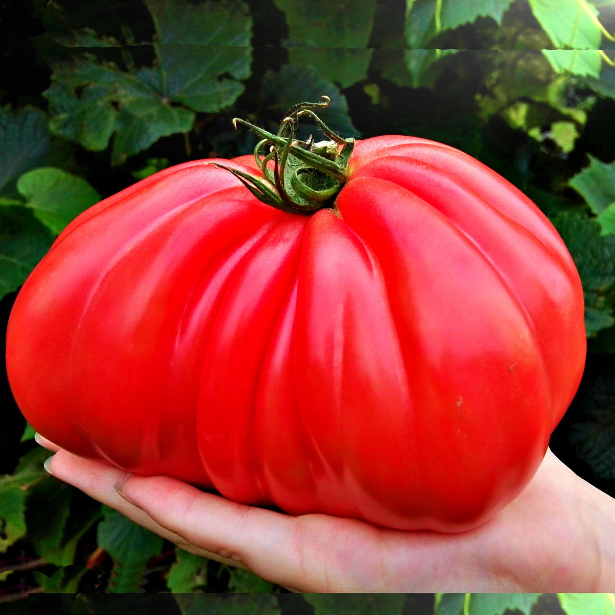 All-vegetable friendly organic fertilizer suitable for indoor and outdoor beds