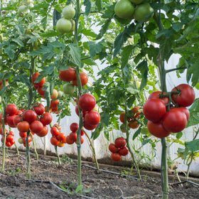 Nutrient-rich formula highlights amino acids, humic acids, and essential minerals