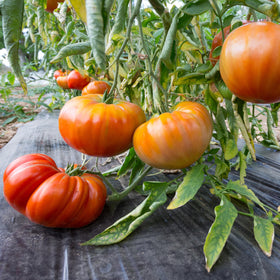 Big A Tomato Premium Organic Fertilizer with Kelp powder dissolves quickly for rapid uptake