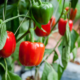 Big A Pepper Fertilizer 12oz pack ideal for outdoor peppers