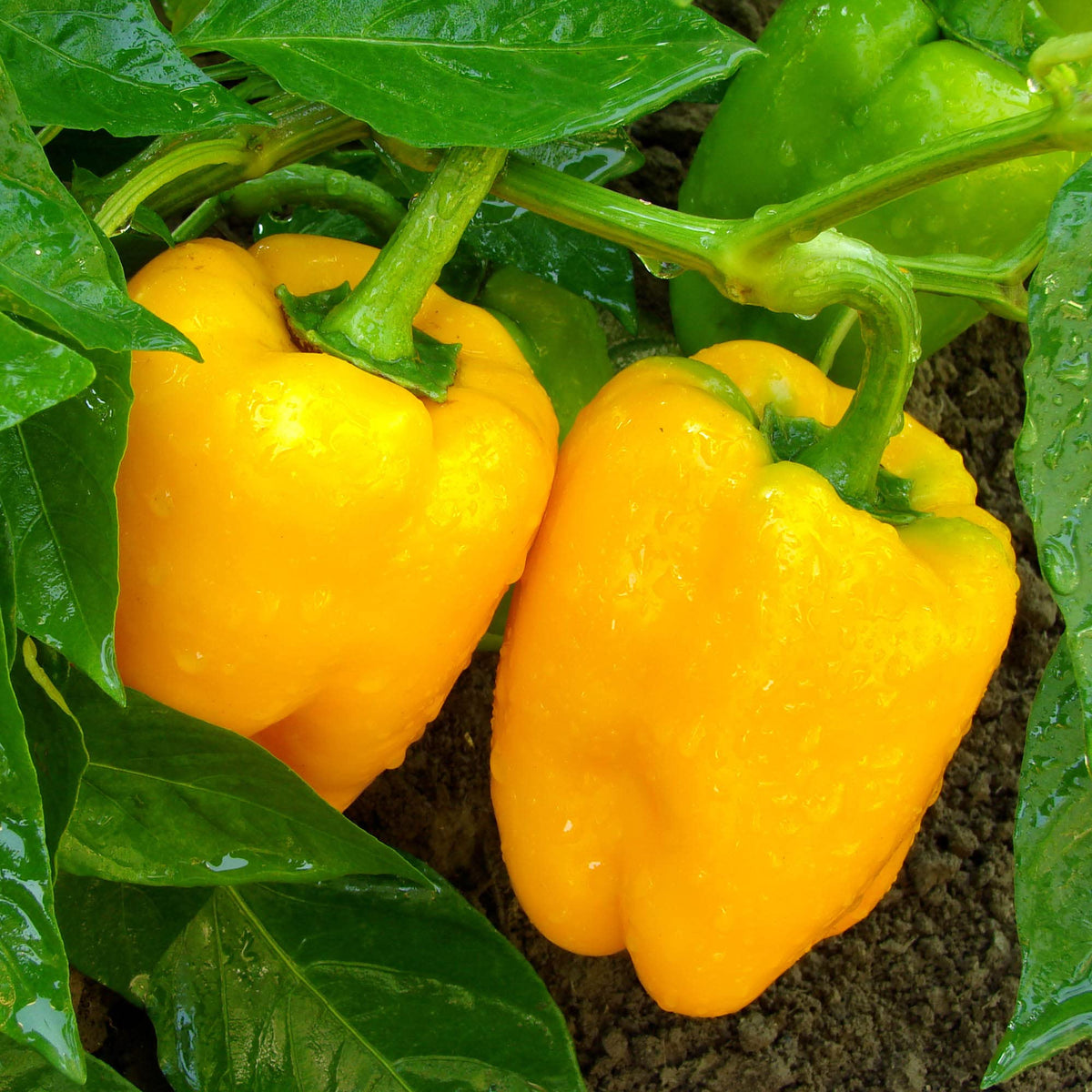 Big A Pepper Fertilizer contains kelp and humic acid boosters