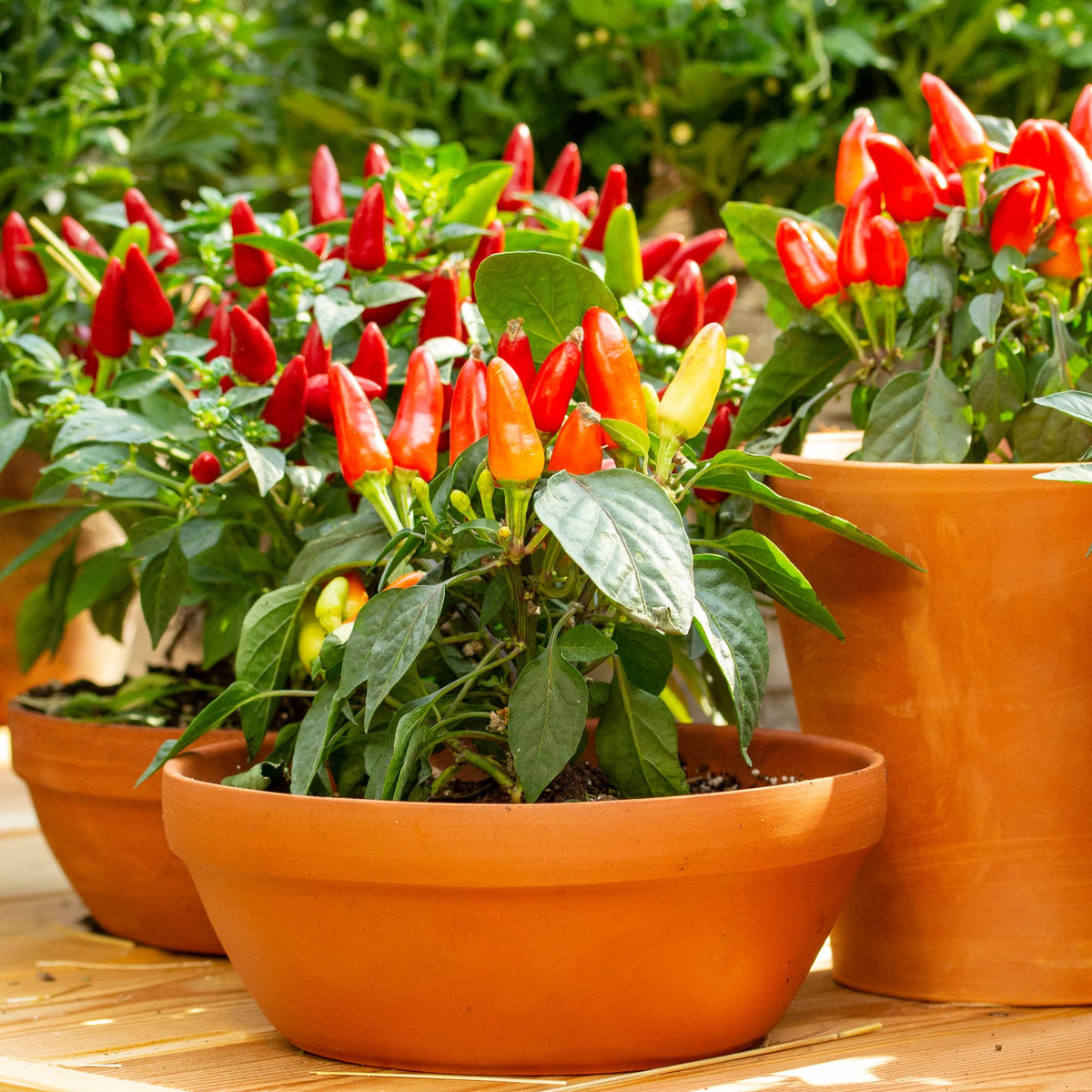 Big A Pepper Fertilizer action photo showing pepper growth