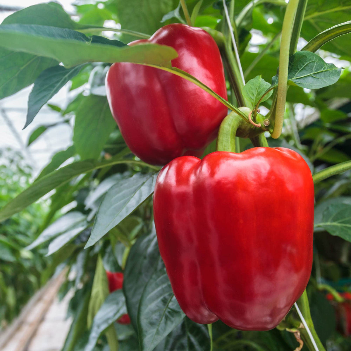 Big A Pepper Fertilizer ready-to-use powder for pepper gardens