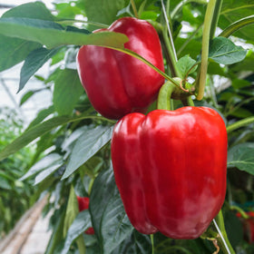 Big A Pepper Fertilizer ready-to-use powder for pepper gardens