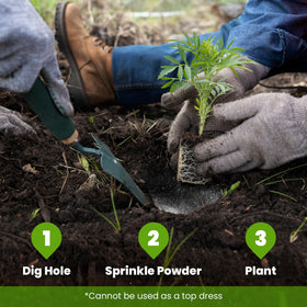 Big Foot Probiotic Root Boost pea inoculant application supports legume root health.