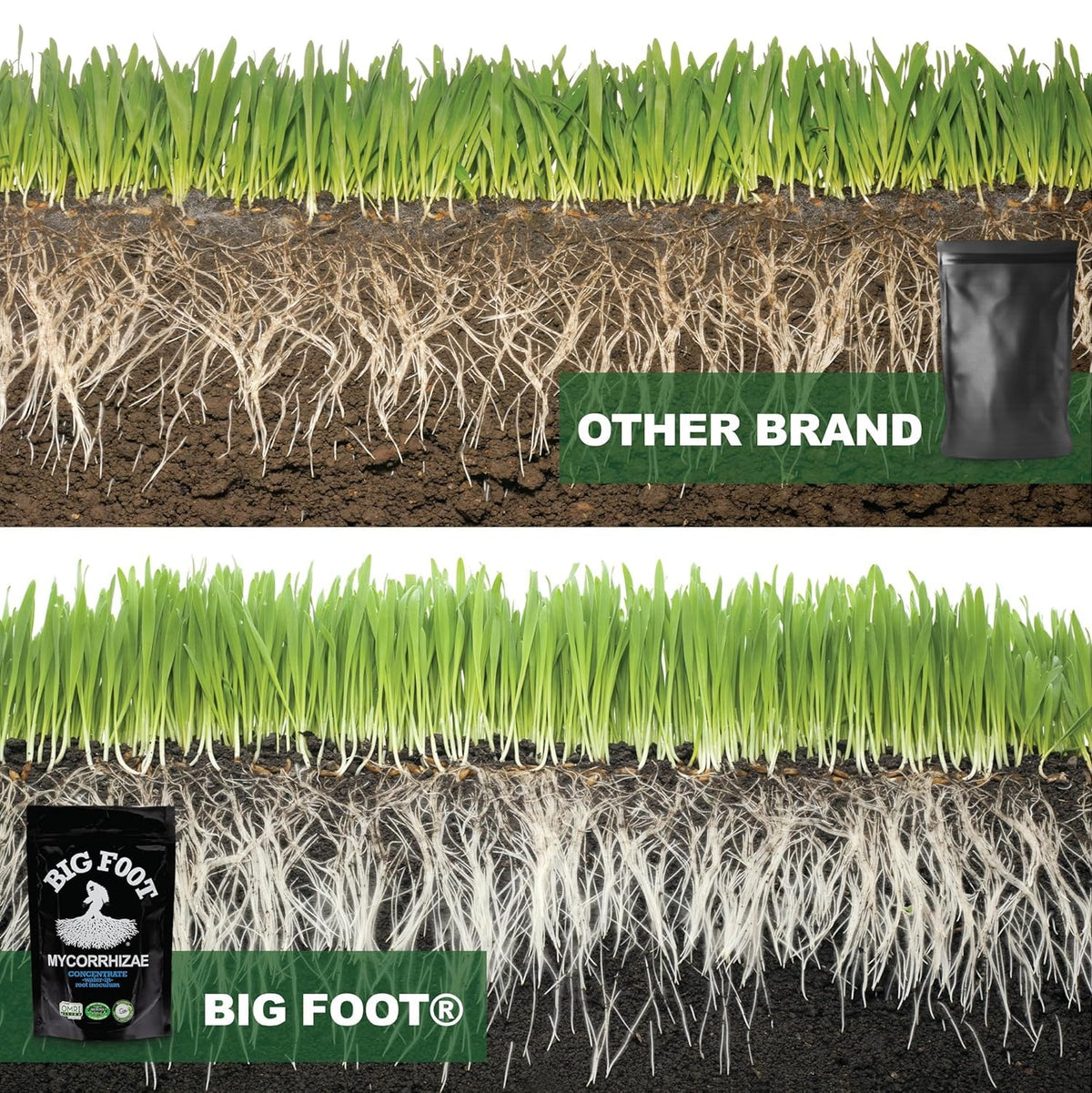 Big Foot water retention and drought tolerance in soil.
