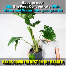 Big Foot Mycorrhizae dissolving in water enables uniform soil hydration