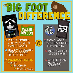 Big Foot Mycorrhizae root growth in soil boosts nutrient uptake