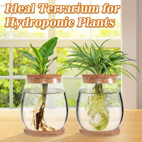 Biggun desktop plant vase showcases air plants in a compact, decorative terrarium.