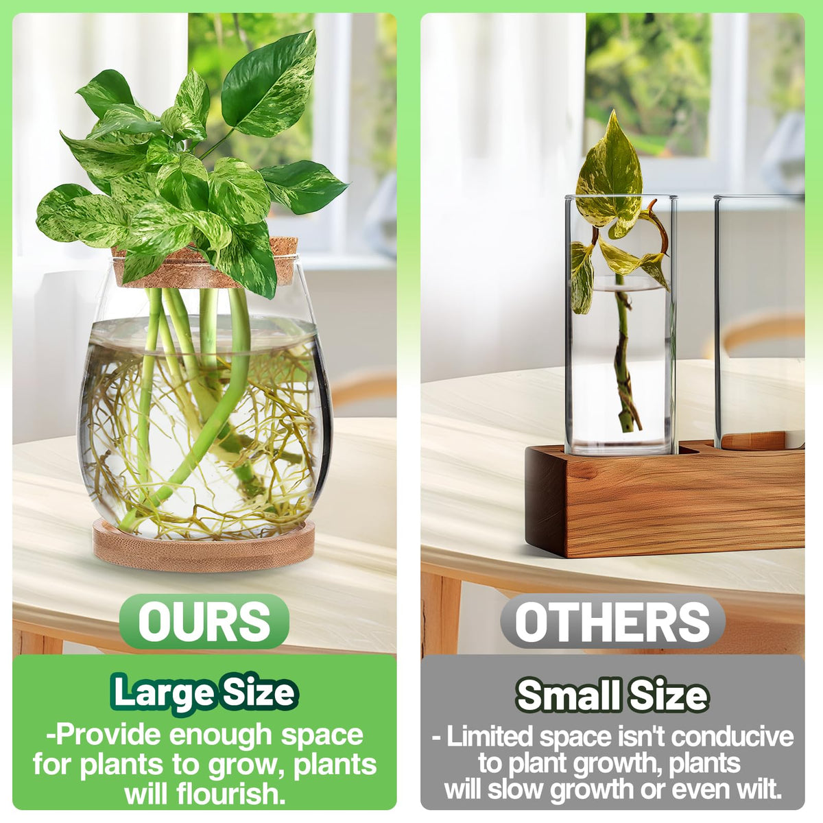 Biggun glass terrarium with bamboo tray base provides stable plant support and stylish display.