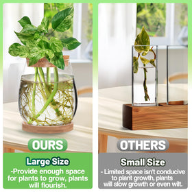 Biggun glass terrarium with bamboo tray base provides stable plant support and stylish display.