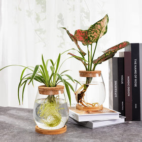 Biggun hydroponic vase in clear glass highlights clean growth environment for water plants.