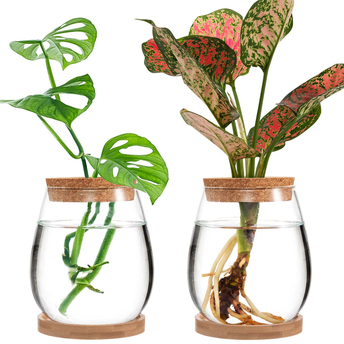 Biggun propagation station water-drop terrarium with clear roots for easy hydroponic observation.