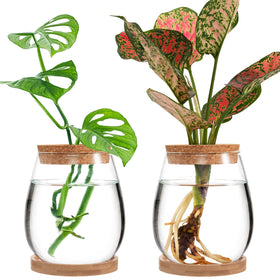 Biggun propagation station water-drop terrarium with clear roots for easy hydroponic observation.