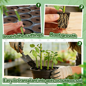 Bigmeta cuttings propagation plugs simplify rooting for herbs and flowers.