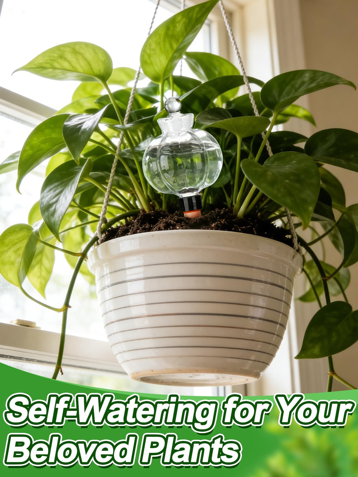 Bigmeta self-watering globes in action with various indoor plants.