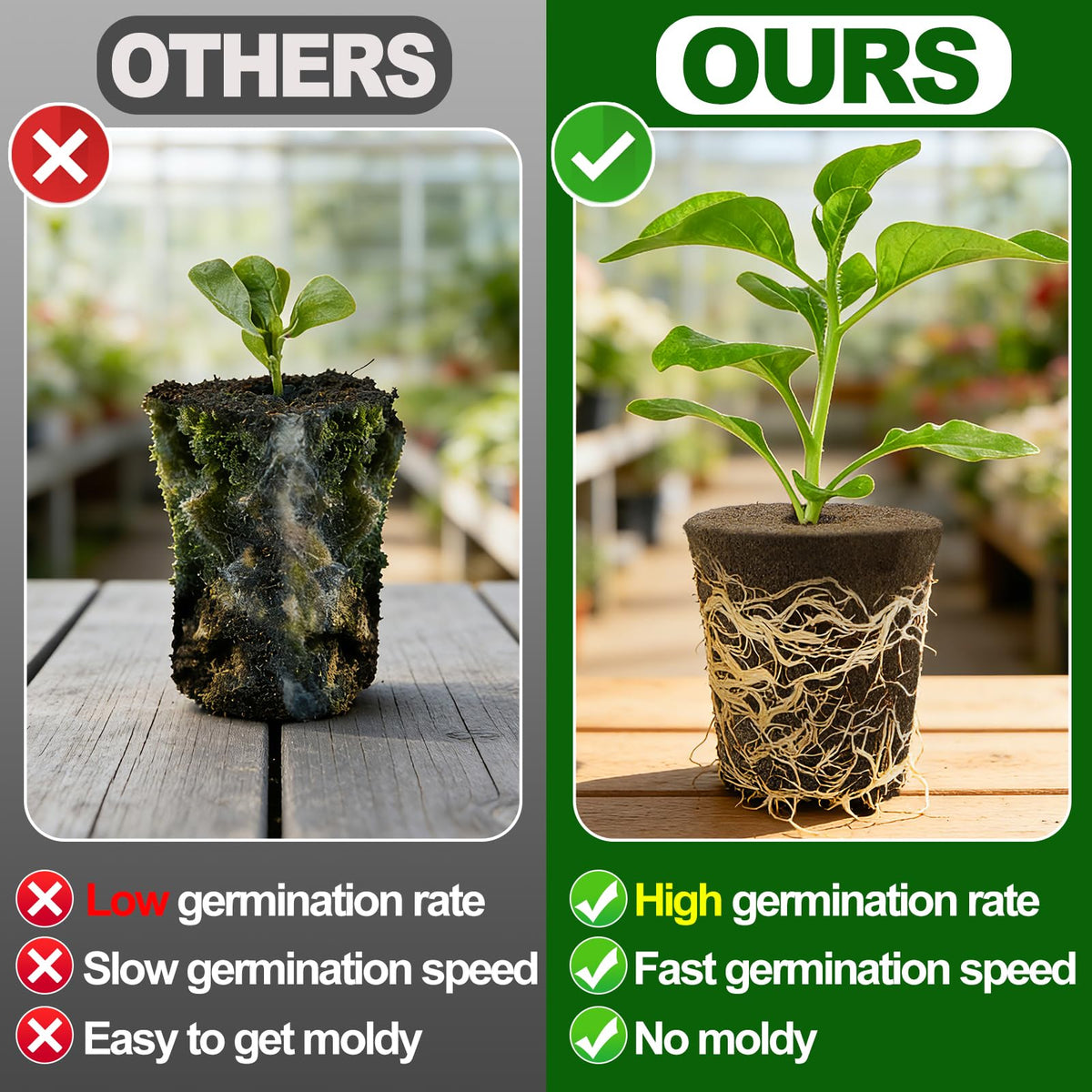 Bigmeta transplant-ready rooter enables smooth transplant from sponge to pot.