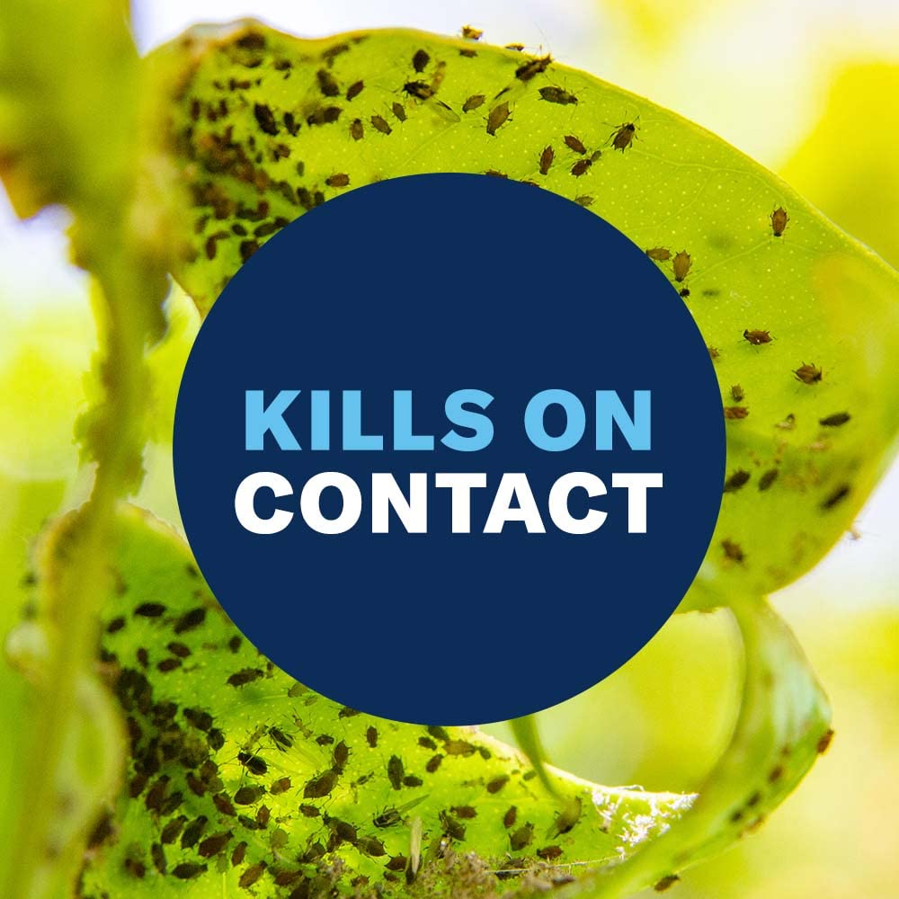 Close-up of BioAdvanced 3-in-1 spray label highlighting sulfur and pyrethrins.