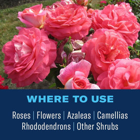 Roses thriving in a lush garden bed with BioAdvanced protection.
