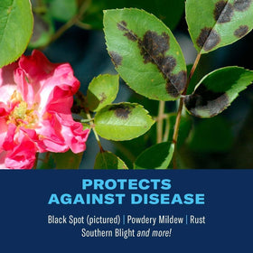 Roses in a sunlit garden with vibrant blooms after BioAdvanced treatment.