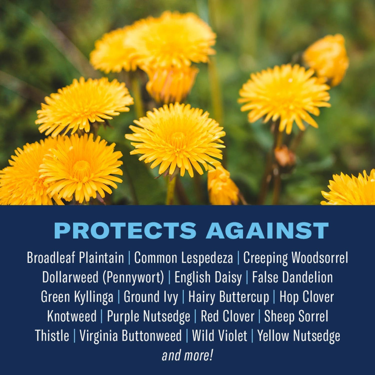 BioAdvanced granules spread evenly with a spreader for full coverage