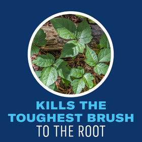 BioAdvanced kills poison ivy regrowth when sprayed on leaves.