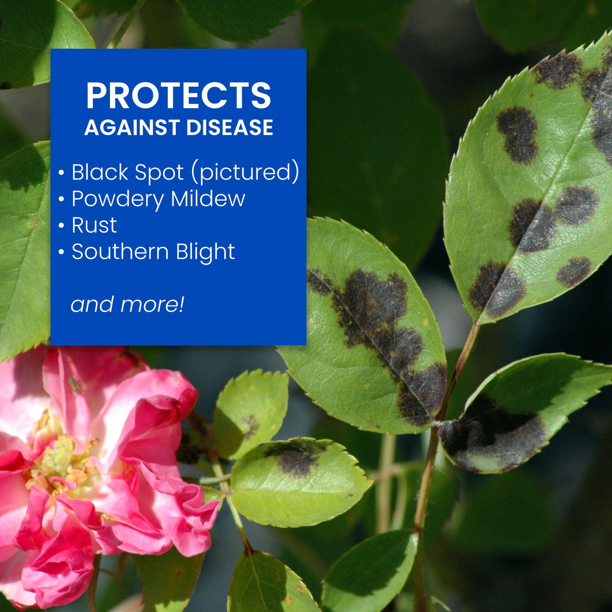 BioAdvanced rose and flower care controls pests and diseases on plants.