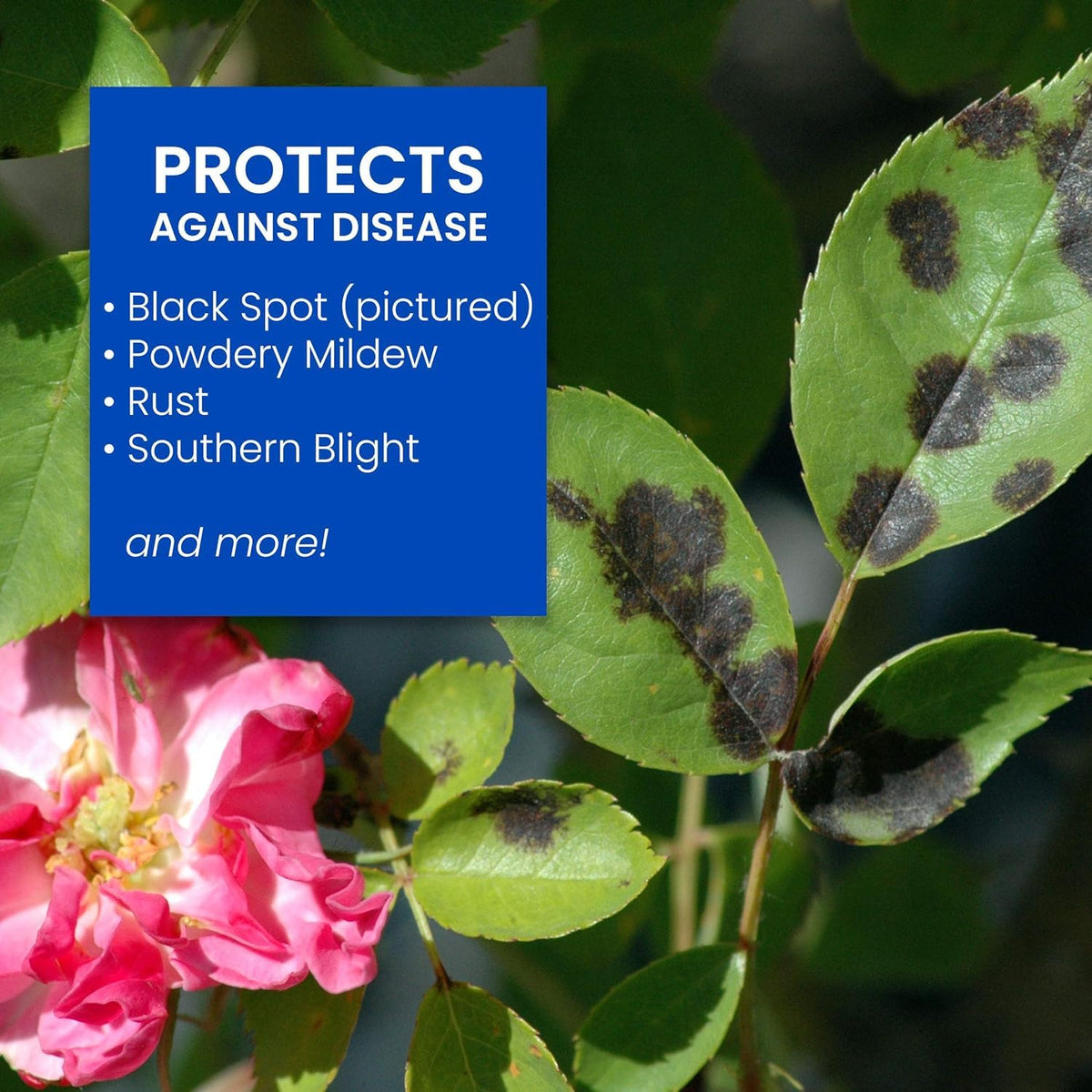 Systemic, rainproof protection lasts up to six weeks on roses and flowers.