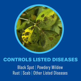 BioAdvanced treatment forms protective barrier on rose leaves.