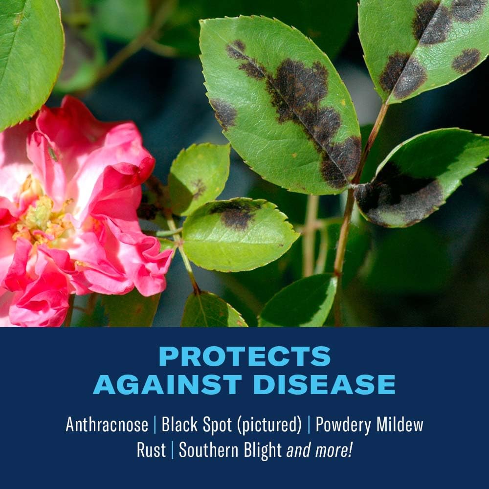 BioAdvanced rose disease-protection coverage shields leaves from common fungi