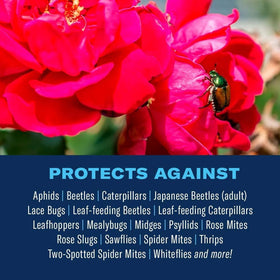 BioAdvanced spray on roses for ongoing protection.