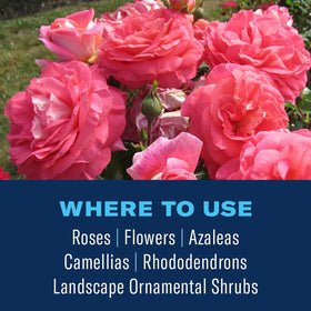 BioAdvanced Shrub Care Protect & Feed granules absorbing through shrub roots