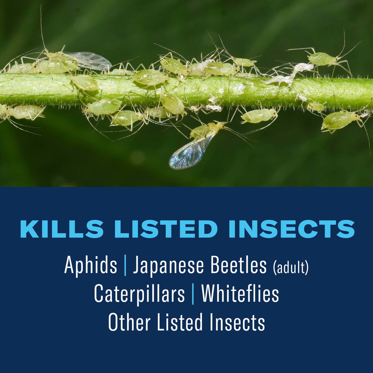 BioAdvanced Tree and Shrub Insect Killer being sprayed to deter aphids and beetles on foliage.